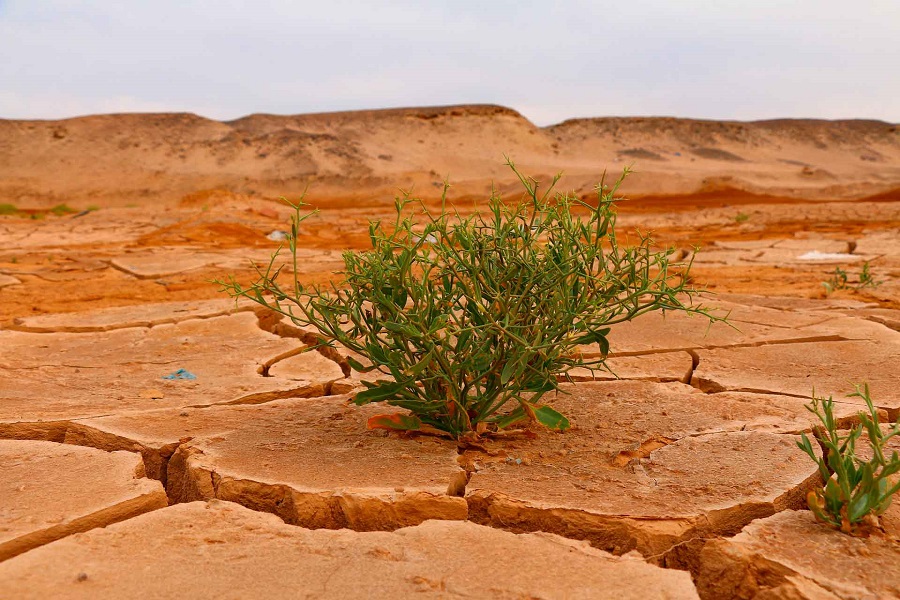 Cambio Climático