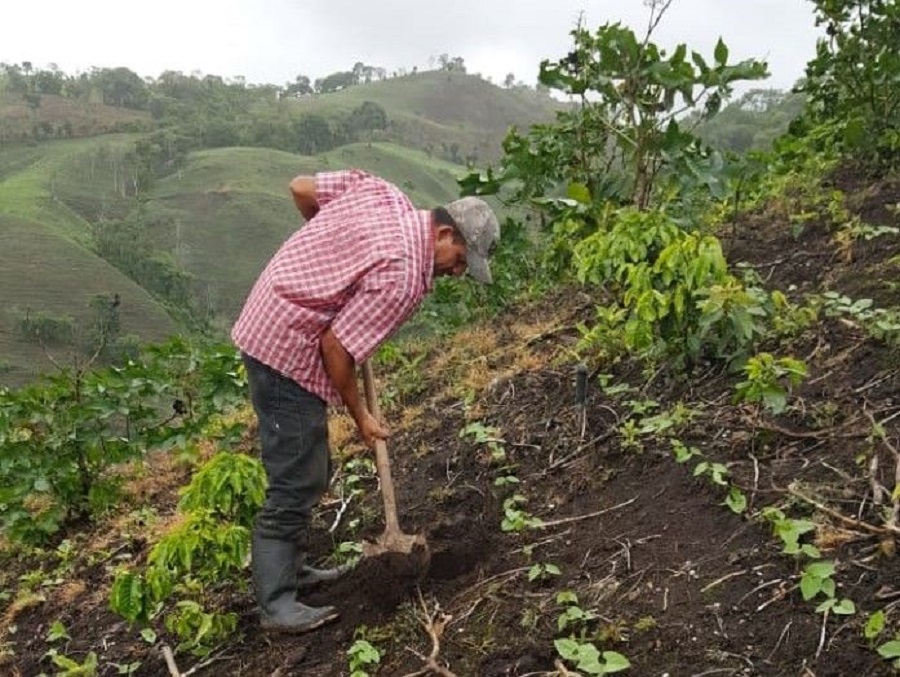 Unión Europea e IICA ayudan a mitigar los problemas de inseguridad alimentaria y nutricional ocasionados por covid-19 en el sector cafetalero de Centroamérica