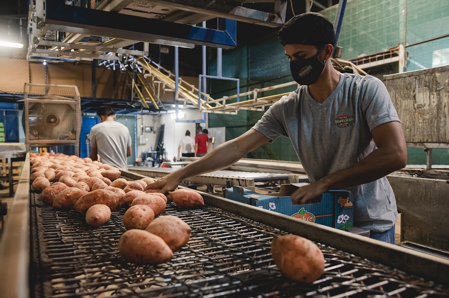  Empresa sancarleña hace primera exportación de camote naranja a Europa