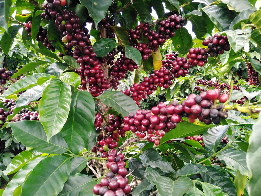 Cooperativa de Caficultores del Valle Central