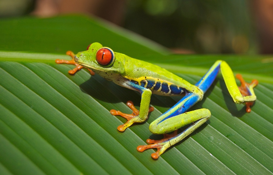  Empresarios en Monteverde apuestan por nuevas aventuras para reactivar turismo