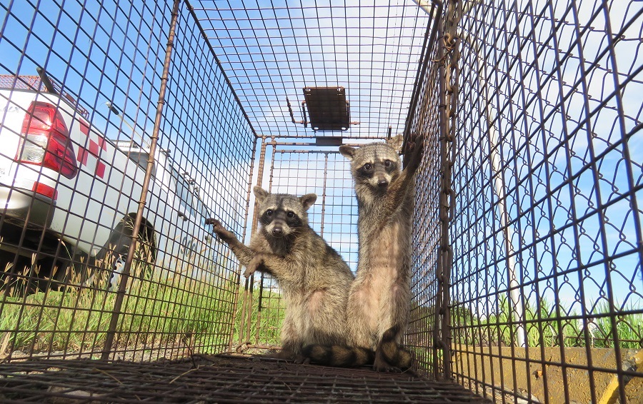  Riesgo por incidentes con fauna en Aeropuerto Juan Santamaría bajó un 45%