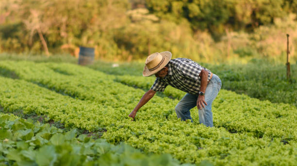 Requisito para renovación de registro de agroquímicos afectaría a productores