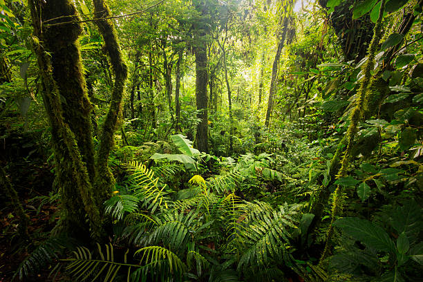 Organizaciones buscan proteger especies en peligro de extinción