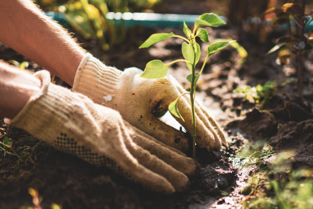 Capacitaciones mostrarán importancia de conservación del suelo para la vida