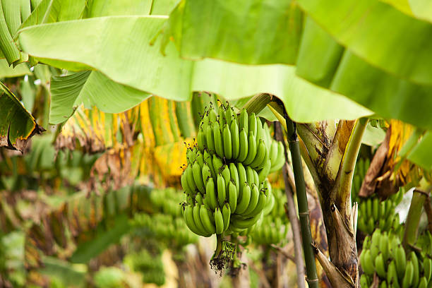  Productores bananeros piden precio justo en mercados internacionales