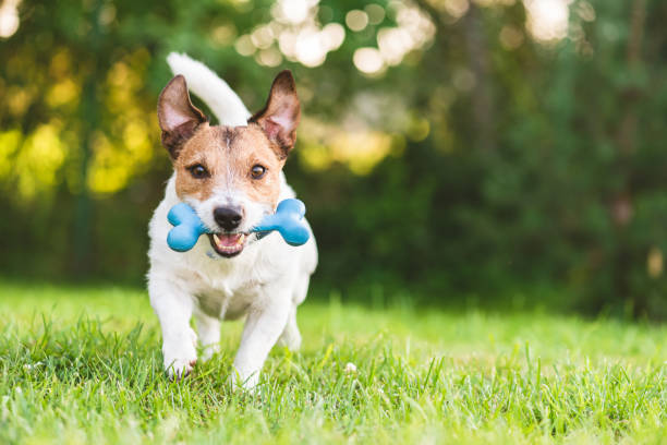 Amantes de los perros tendrán su propio festival: el Dog Fest