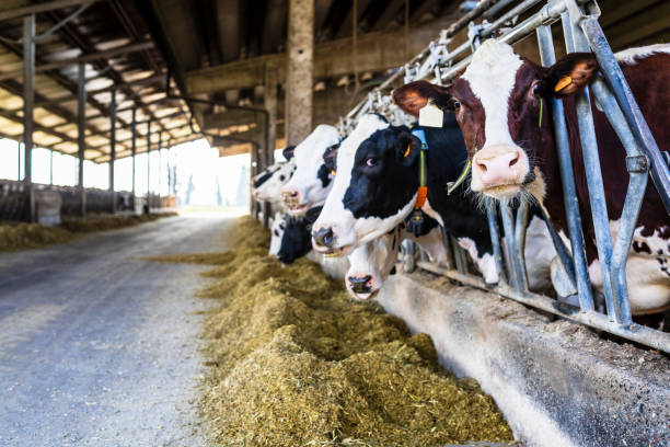  Sector insta a aumentar cría de ganado bovino para atender creciente demanda
