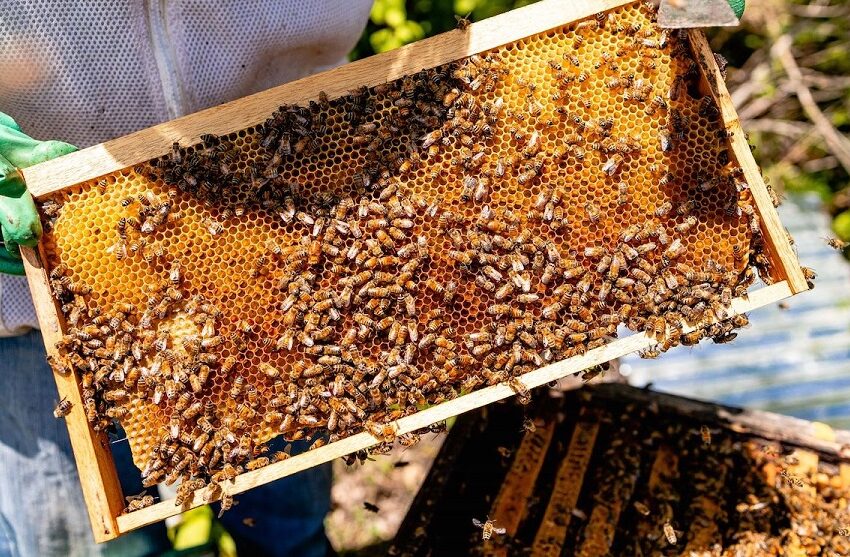  Esta es la importancia de las abejas para la humanidad