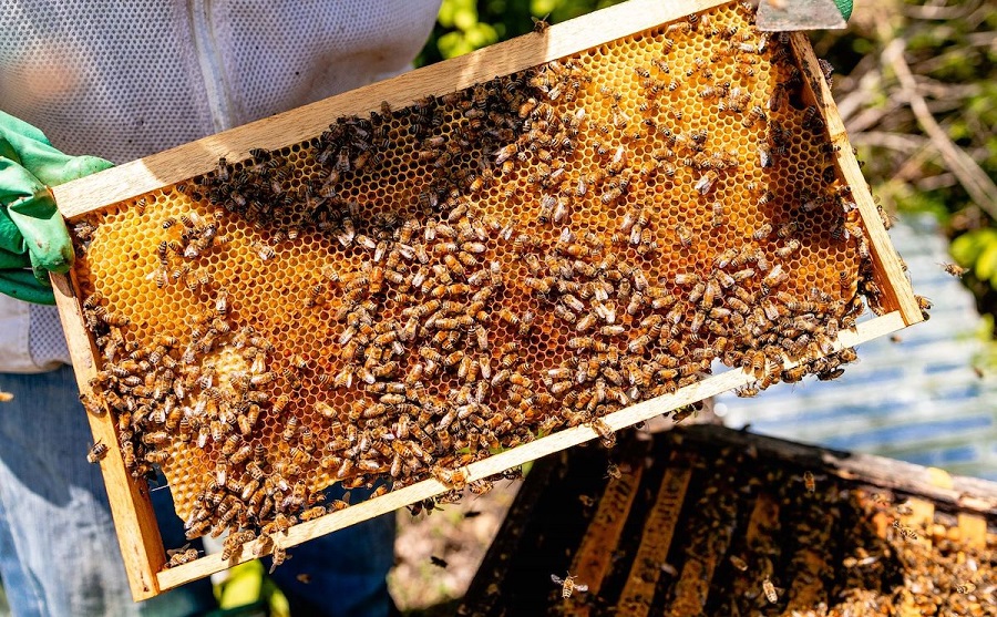 Esta es la importancia de las abejas para la humanidad