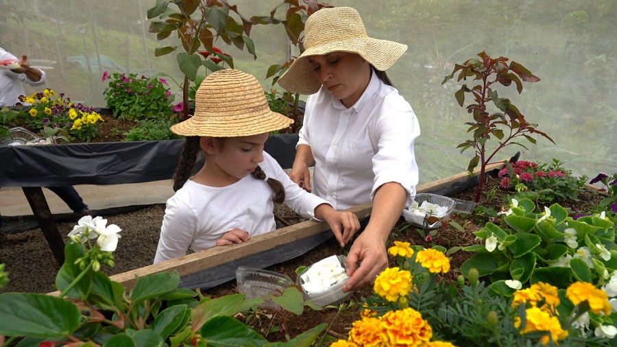 Mujeres de Pérez Zeledón incursionan en el cultivo de flores comestibles