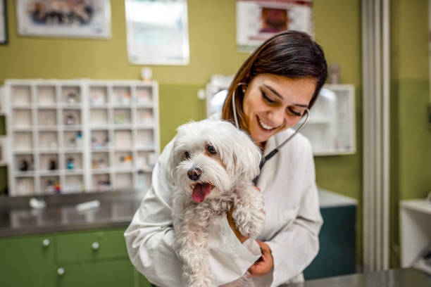  Planes prepago para atender emergencias de mascotas crecen en el país