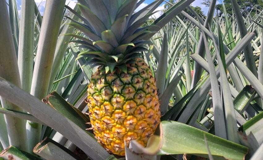  Coopepiña R.L redujo un 50% uso de plaguicidas en cultivo de piña