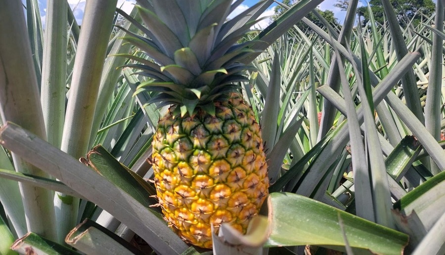 Coopepiña R.L redujo un 50% uso de plaguicidas en cultivo de piña