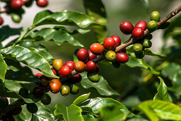 Alianza crea fondo de avales para financiamiento de sector cafetalero