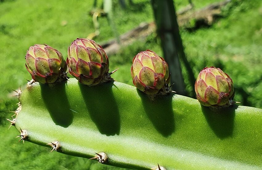  Cooperativa promueve el cultivo de pitahaya en Limón