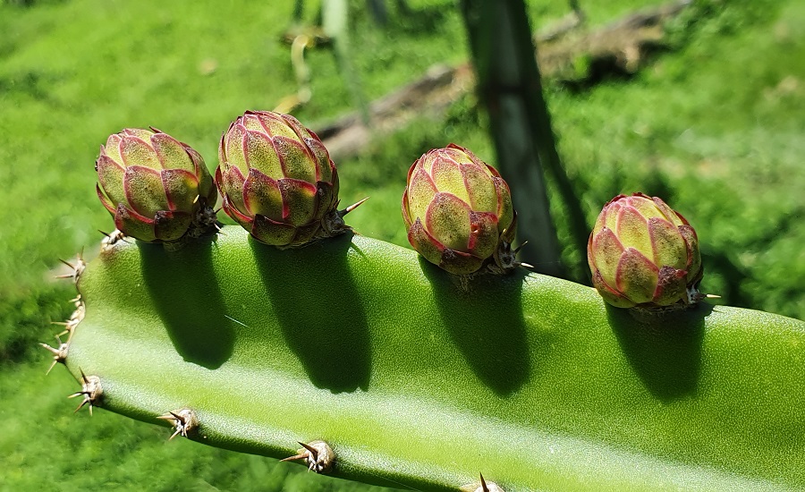 Cooperativa promueve el cultivo de pitahaya en Limón