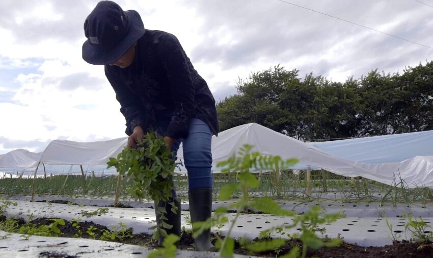  Agricultores de Guanacaste se capacitarán en mercadeo, manejo de alimentos y trabajo en equipo