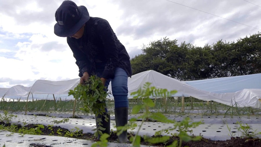 Agricultores de Guanacaste se capacitarán en mercadeo, manejo de alimentos y trabajo en equipo