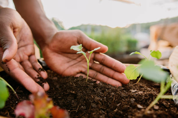 ¿Qué es la agricultura regenerativa y cómo impulsa la sostenibilidad global?