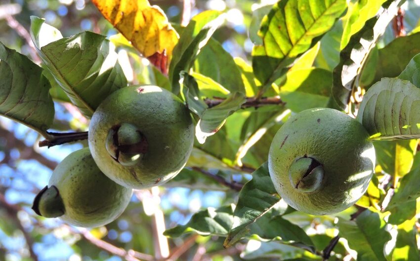 Tropical comprará cas a productores nacionales para relanzar bebida