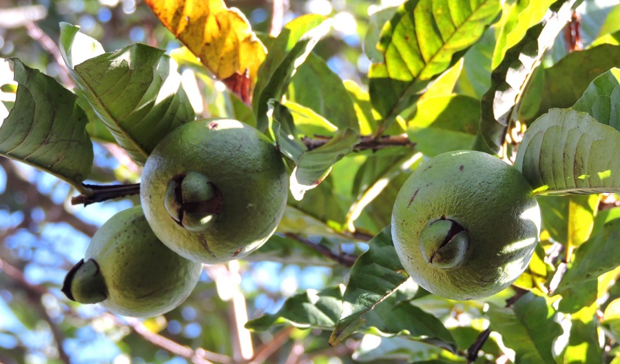 Tropical comprará cas a productores nacionales para relanzar bebida