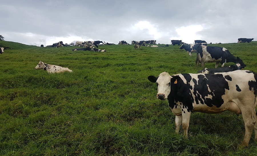 Nuevo producto busca impulsar ganado de leche en el país