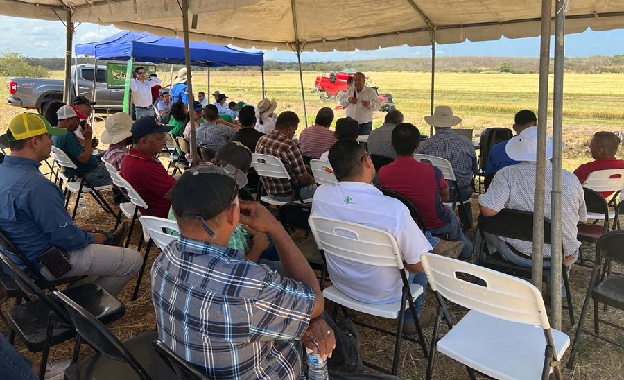 Productores de arroz en Región Chorotega inician cosecha de verano