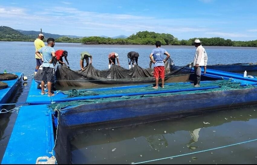  1.500 personas se benefician de cultivo de camarón en Isla Venado