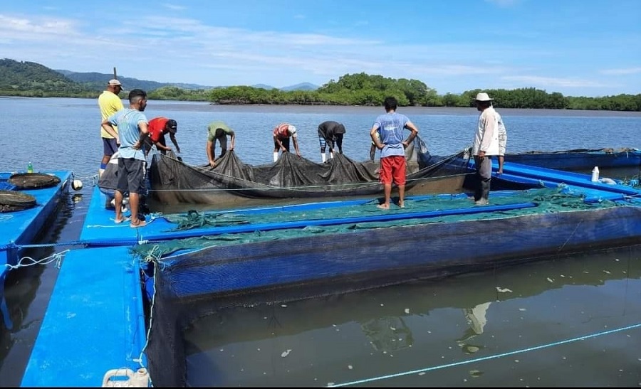 1.500 personas se benefician de cultivo de camarón en Isla Venado