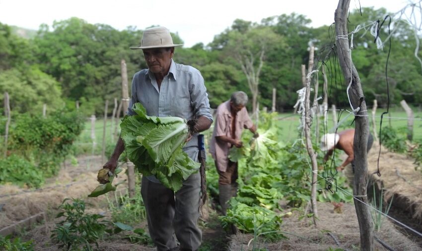  Buscan agricultores en Guanacaste que deseen cultivar 100% orgánico