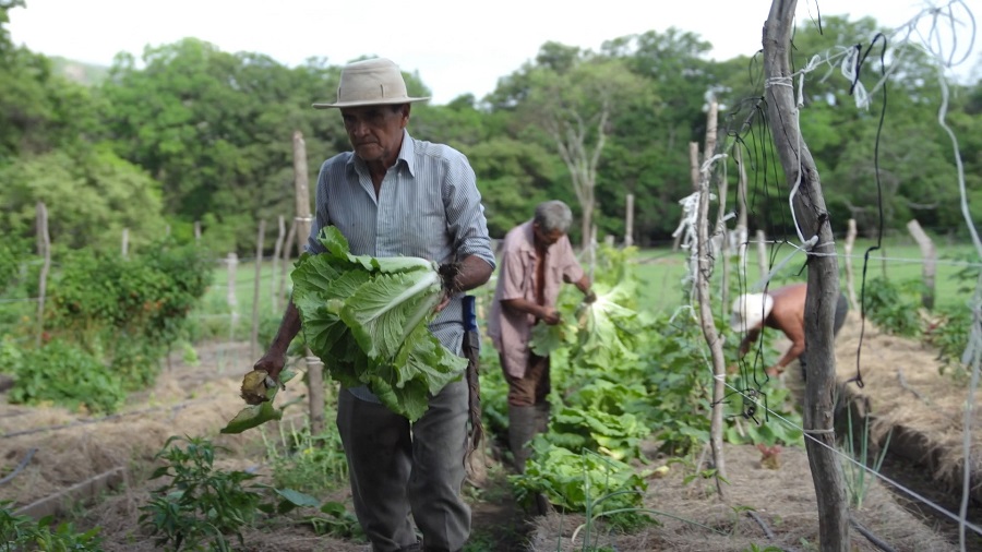 Buscan agricultores en Guanacaste que deseen cultivar 100% orgánico