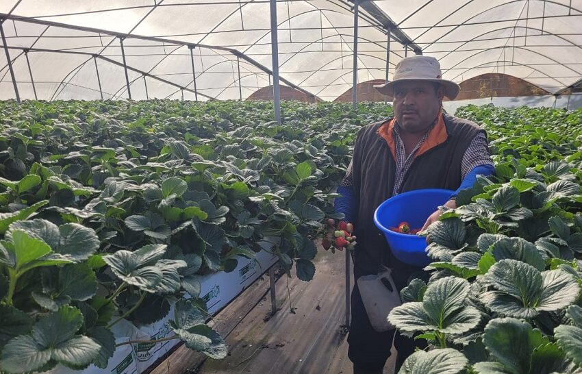  Así es el negocio de producción de fresas para un emprendedor