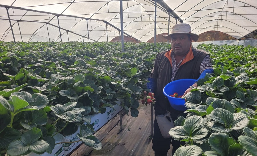 Así es el negocio de producción de fresas para un emprendedor