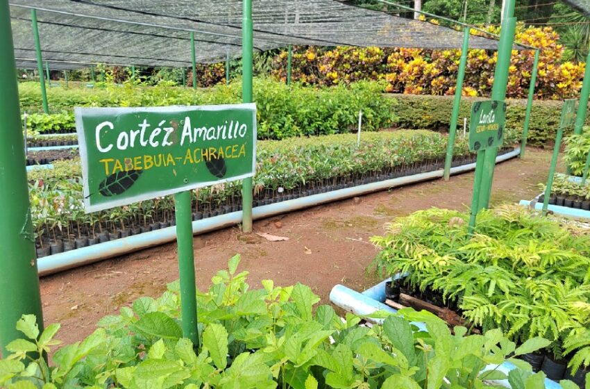  1.700 hectáreas de bosque se han reforestado mediante vivero