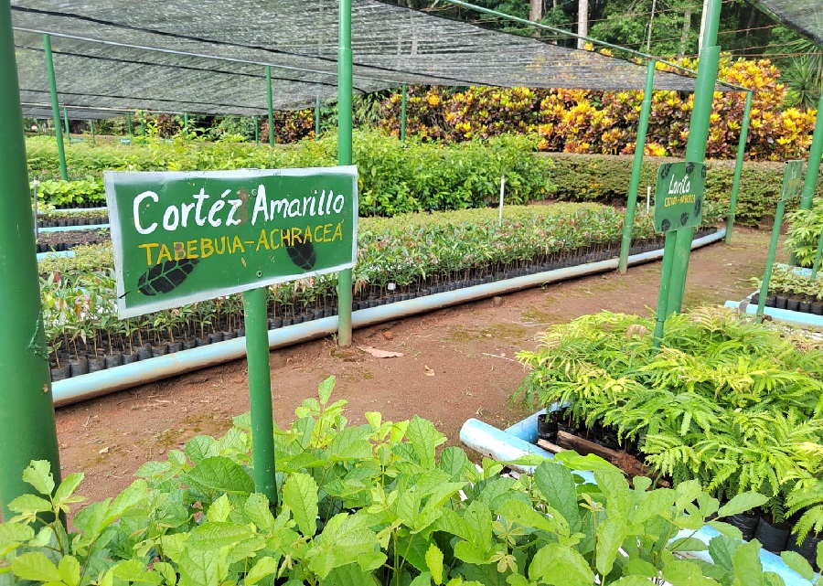 1.700 hectáreas de bosque se han reforestado mediante vivero