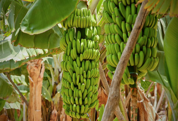 Industria bananera firma acuerdo para impulsar protección ambiental