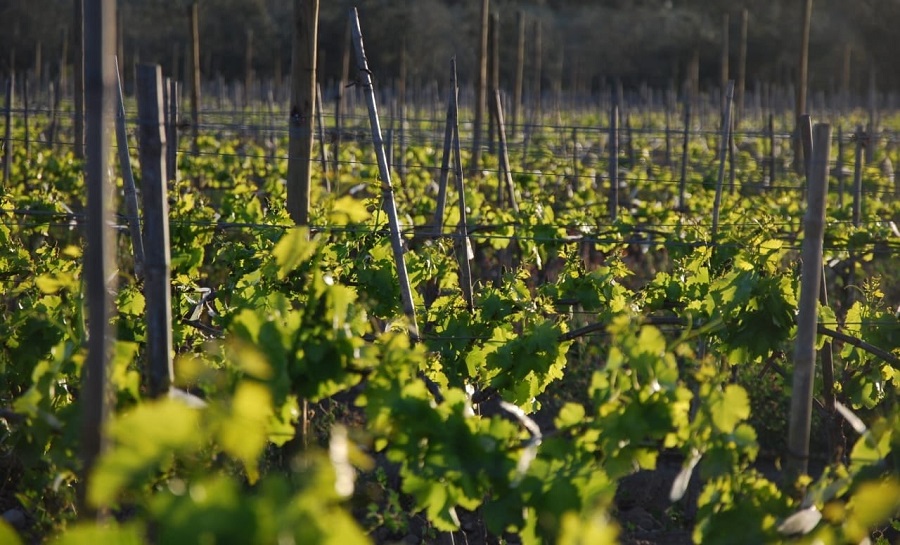 Rueda de negocios mostrará productos chilenos para ingreso al país