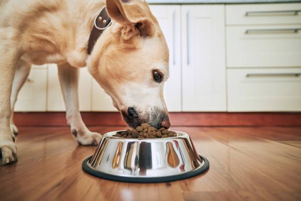 Alimento Seco, húmedo y snack para perros son los preferidos en hogares