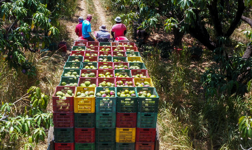  Empresa tica aumenta exportación de mango a Perú