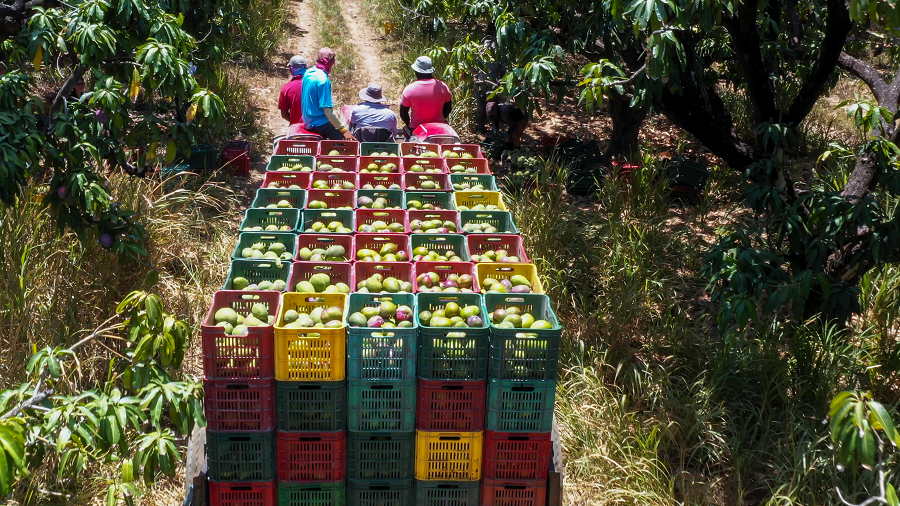Empresa tica aumenta exportación de mango a Perú