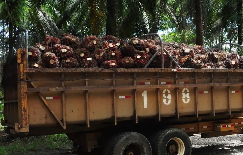  Grupo Numar amplía portafolio de productos con nuevo aceite