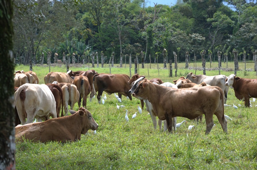 Hato ganadero 2023 sumó 1,500,00 cabezas de ganado