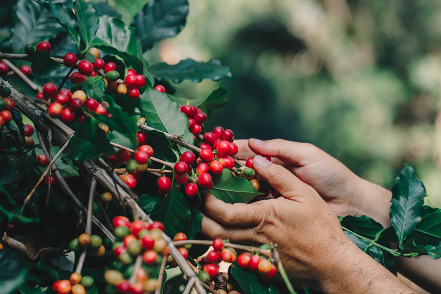 Este es el nuevo diferenciador del café de Costa Rica