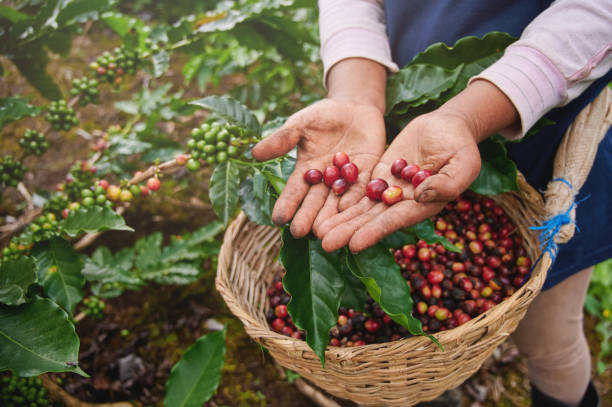 Campaña busca proteger cosechas de café en el país