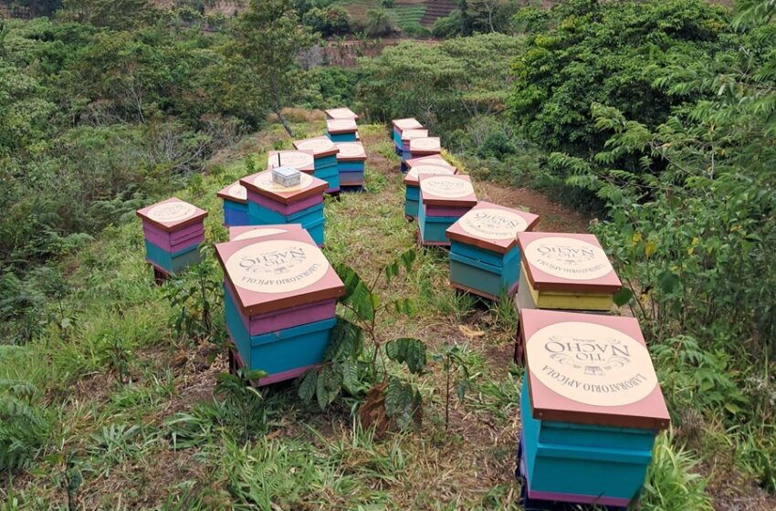  Lanzan proyecto para proteger un millón de abejas