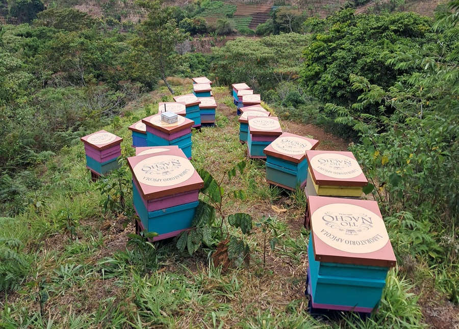 Lanzan proyecto para proteger un millón de abejas