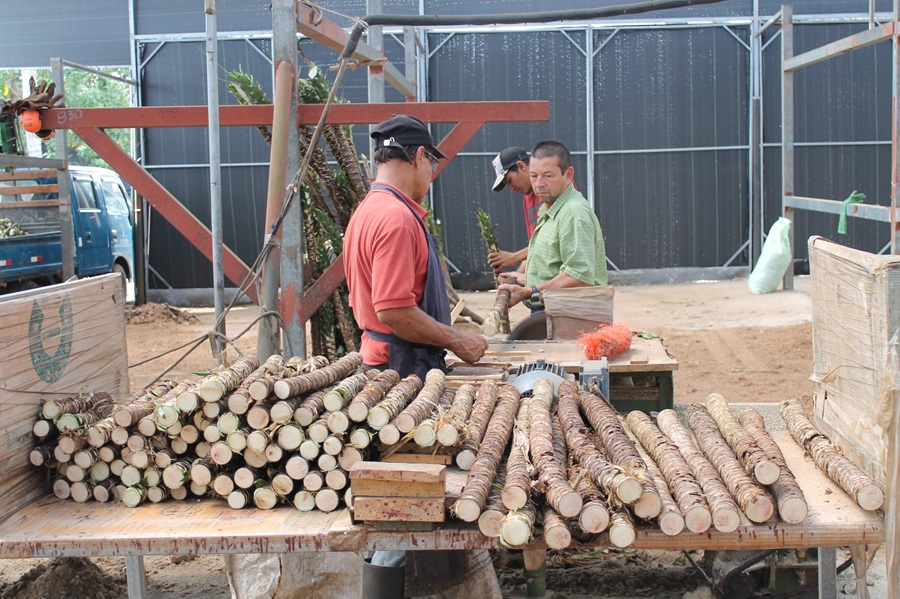 Cartera de créditos sostenibles de Banco Promerica aumento 21% al 2024