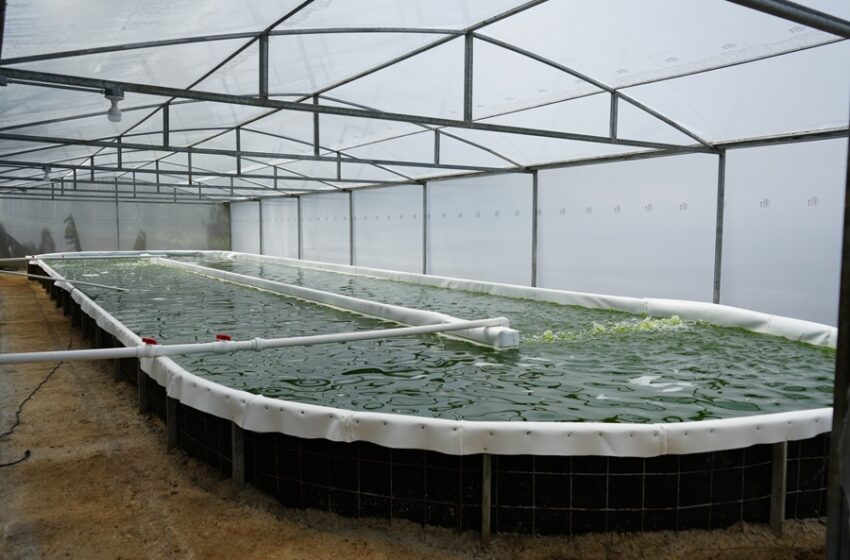  Científicos costarricenses lanzan regenerador del suelo creado con microalgas