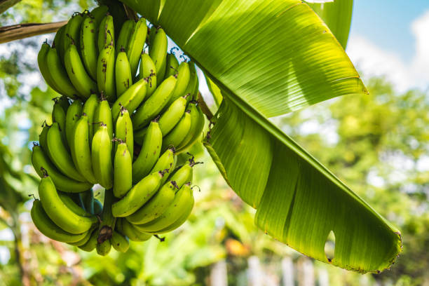 Corbana lanza marca sectorial “Banano de Costa Rica”